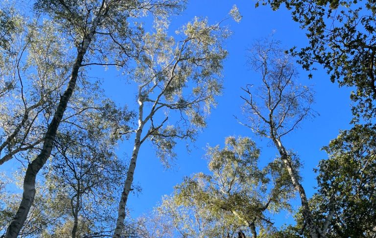 Nature counselling wellbeing sky